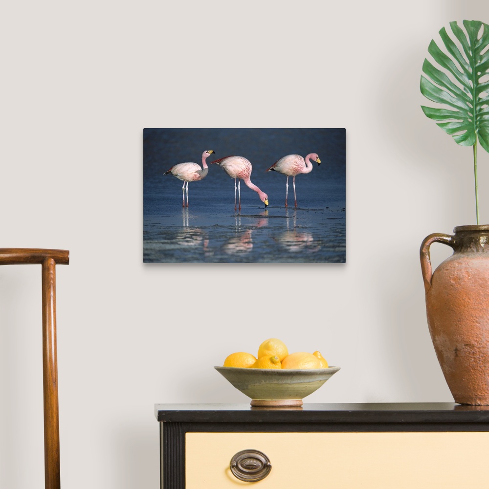 A traditional room featuring Puna Flamingo (Phoenicopterus jamesi) rare, three drinking from freshwater springs along lake edg...