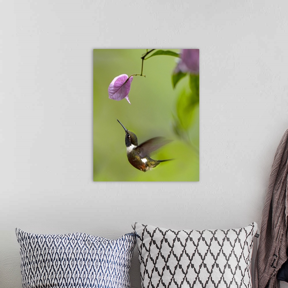 A bohemian room featuring Purple-throated Woodstar hummingbird hovering near Bougainveillea flower