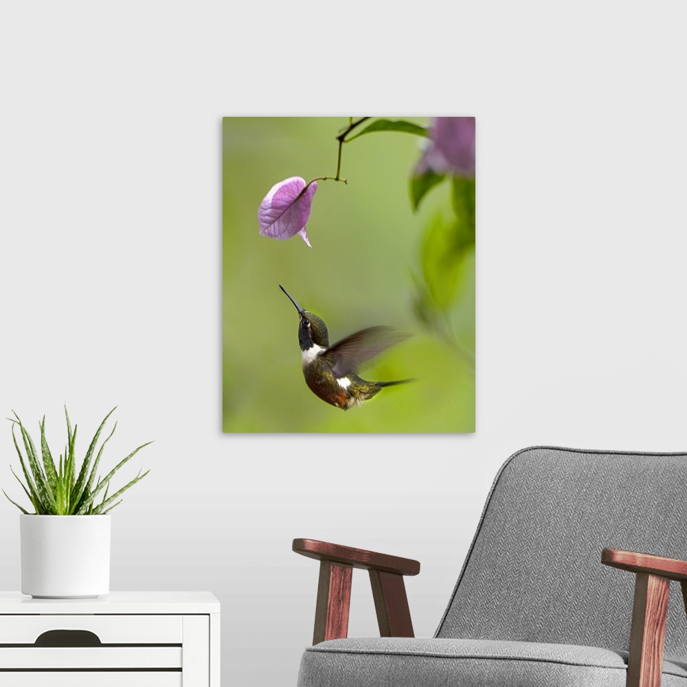 A modern room featuring Purple-throated Woodstar hummingbird hovering near Bougainveillea flower