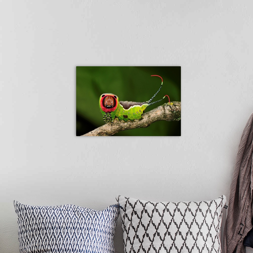 A bohemian room featuring Puss Moth - caterpillar - Switzerland