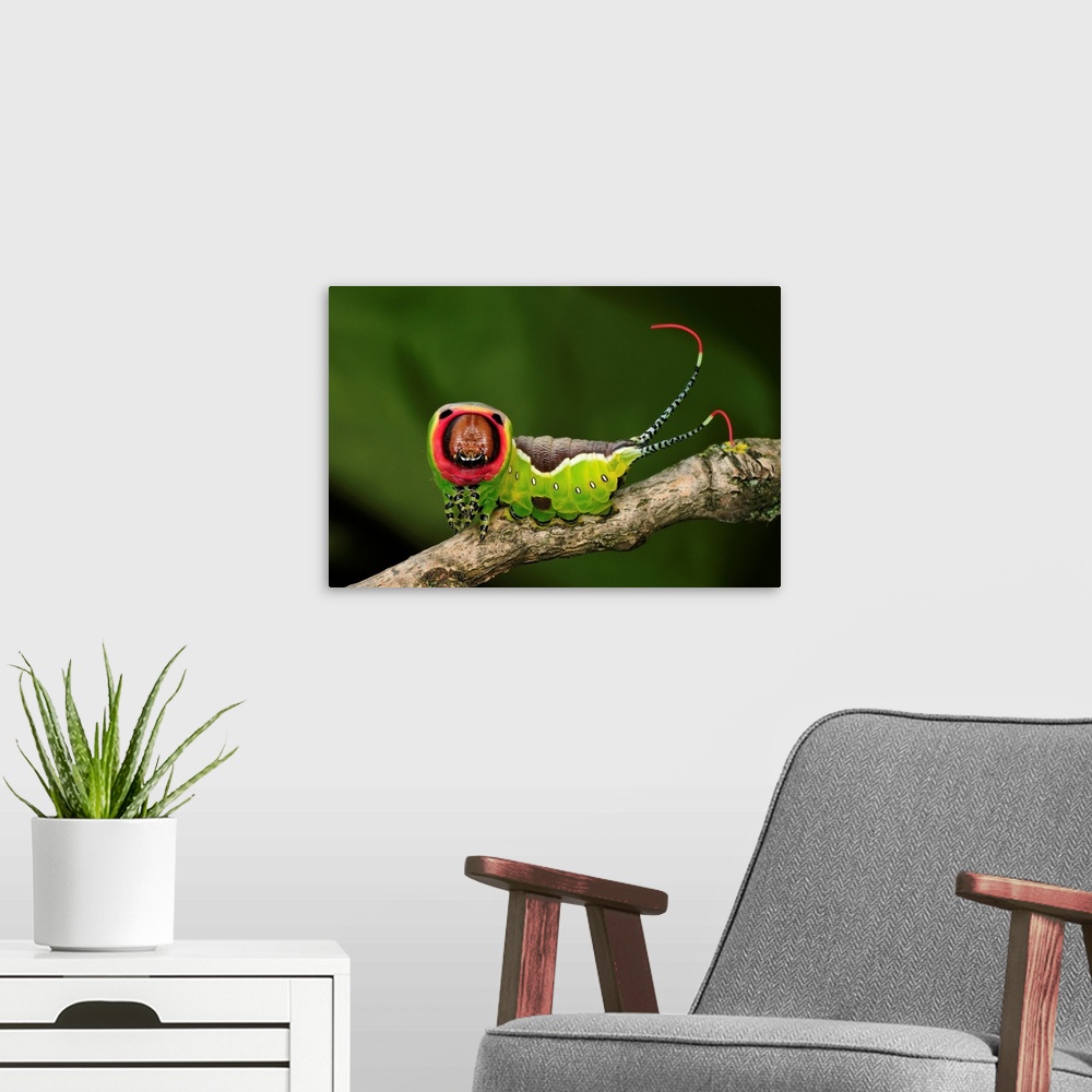 A modern room featuring Puss Moth - caterpillar - Switzerland