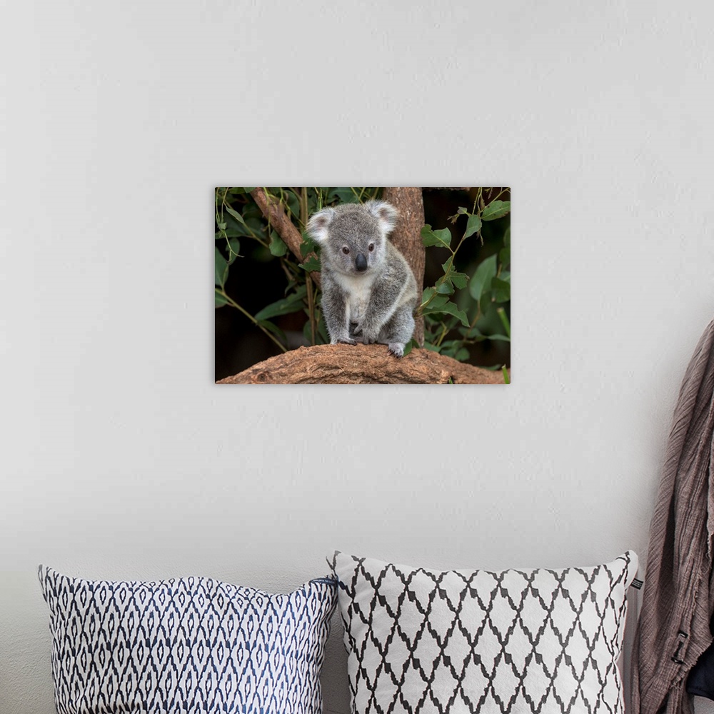 A bohemian room featuring Queensland Koala juvenile, Lone Pine Koala Sanctuary, Brisbane, Australia
