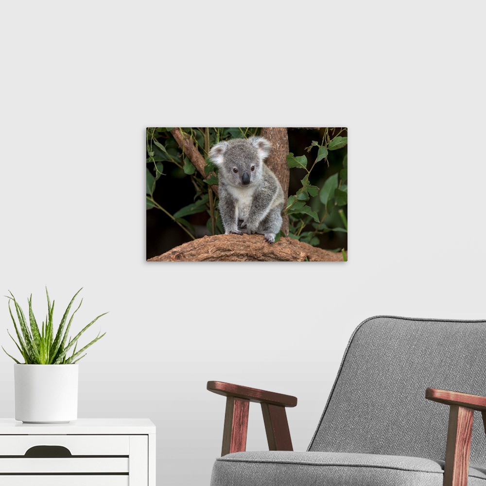 A modern room featuring Queensland Koala juvenile, Lone Pine Koala Sanctuary, Brisbane, Australia