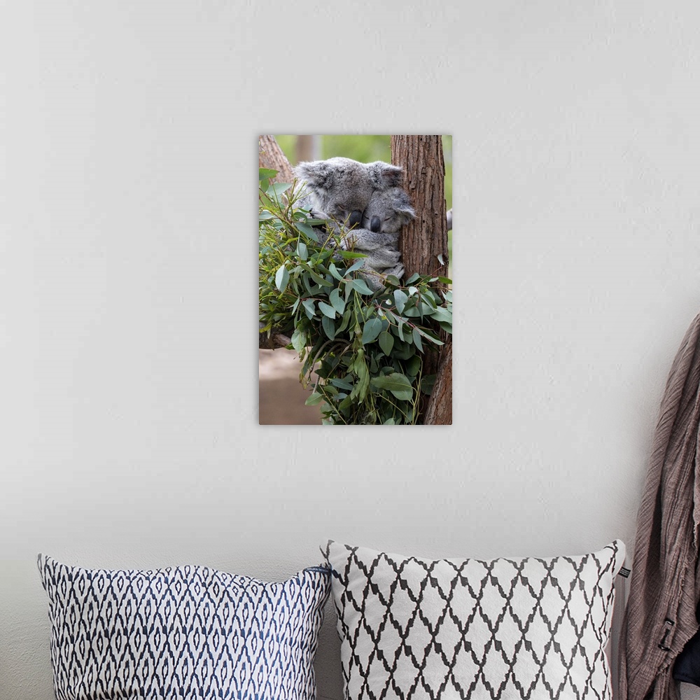 A bohemian room featuring Queensland Koala mother and joey sleeping in Eucaplytus tree.