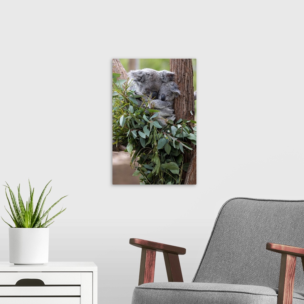 A modern room featuring Queensland Koala mother and joey sleeping in Eucaplytus tree.