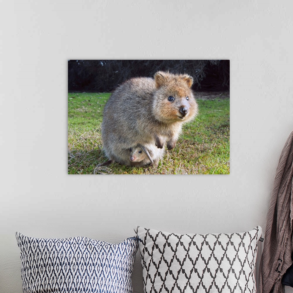 A bohemian room featuring Quokka mother with joey in pouch, Rottnest Island, Perth, Western Australia, Australia.