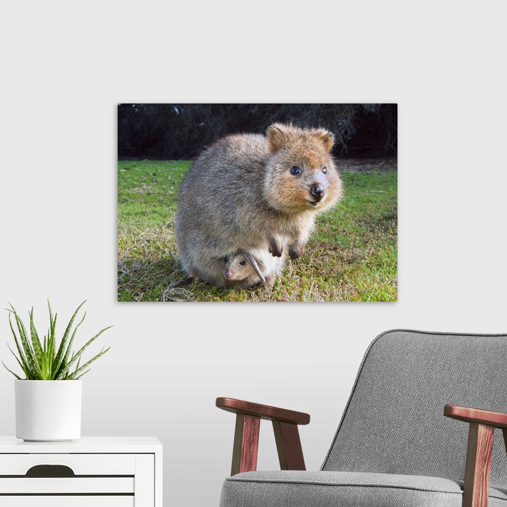 A modern room featuring Quokka mother with joey in pouch, Rottnest Island, Perth, Western Australia, Australia.