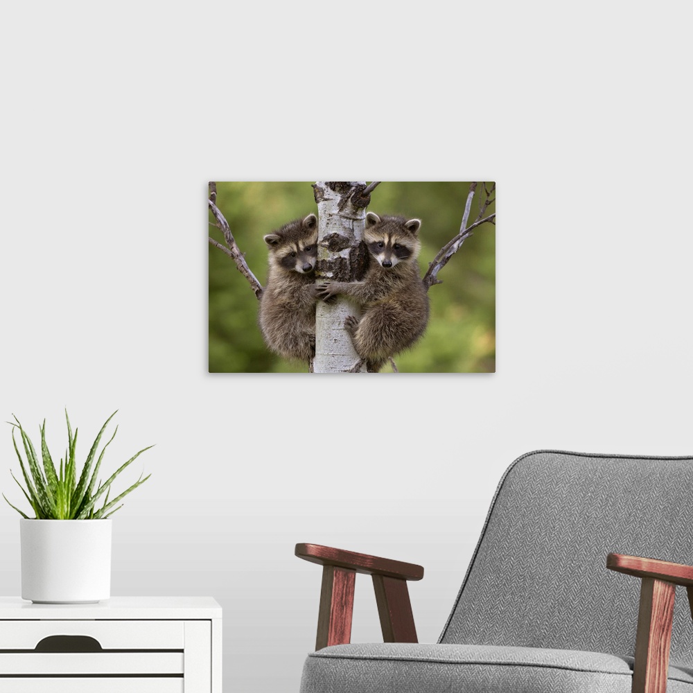 A modern room featuring Raccoon (Procyon Lotor) two babies climbing tree, North America
