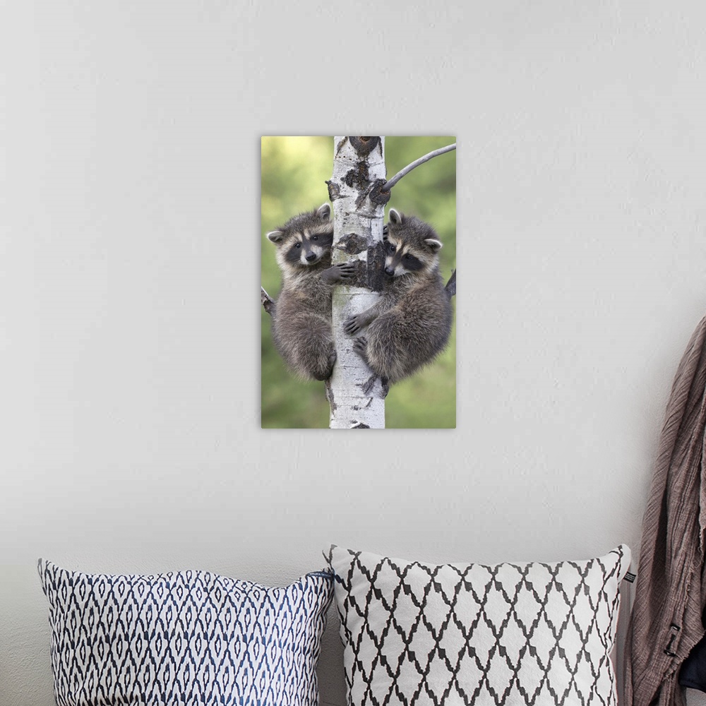 A bohemian room featuring Raccoon (Procyon Lotor) two babies climbing tree, North America