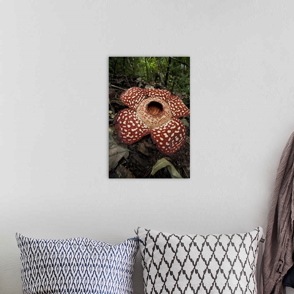 A bohemian room featuring Rafflesia princii from Sabah/ Borneo