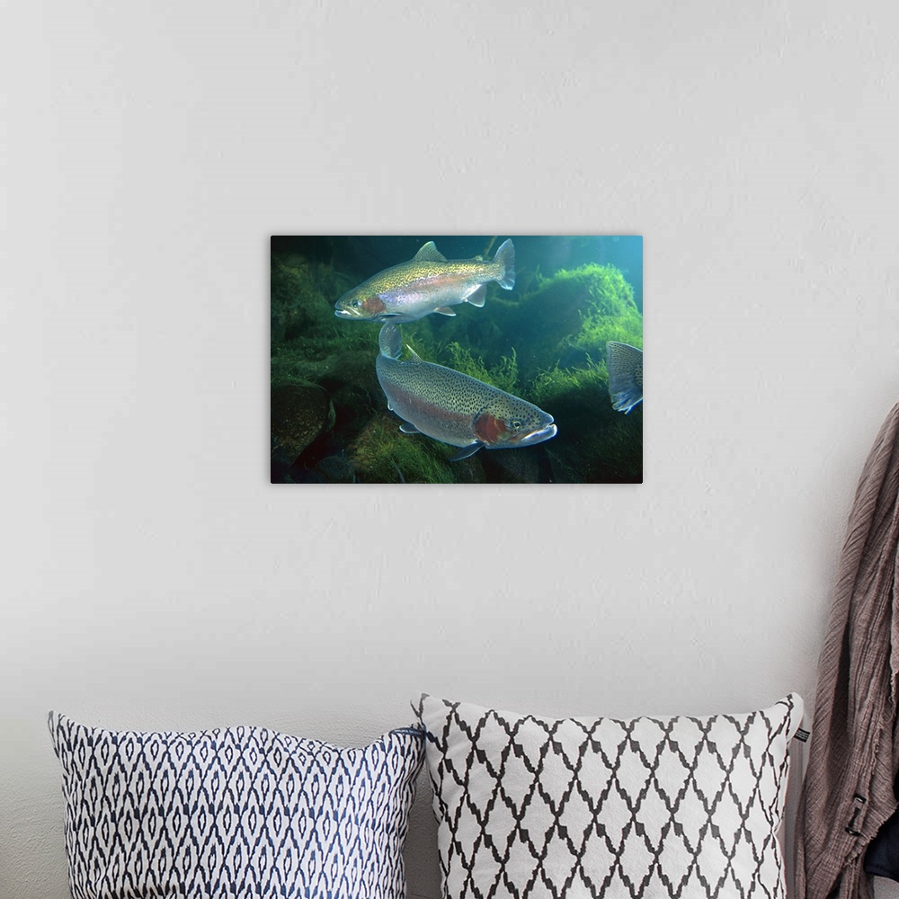 A bohemian room featuring Rainbow Trout (Oncorhynchus mykiss) pair underwater in Utah, a popular game fish native to coasta...