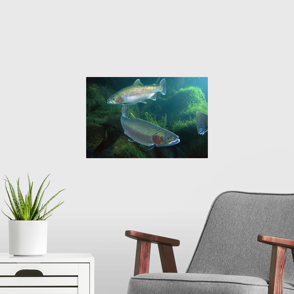 A modern room featuring Rainbow Trout (Oncorhynchus mykiss) pair underwater in Utah, a popular game fish native to coasta...