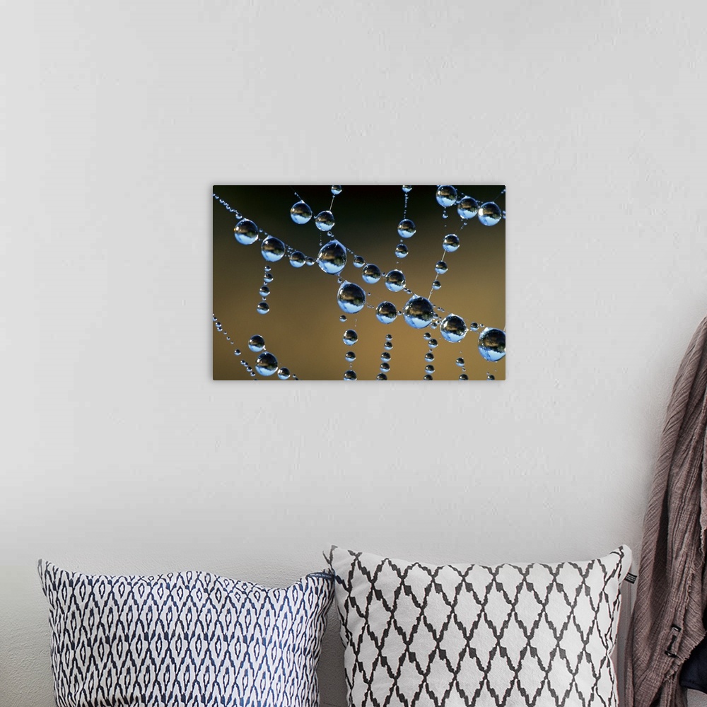 A bohemian room featuring This horizontal photograph is a close up of beads of water collecting on transparent tendrils of ...