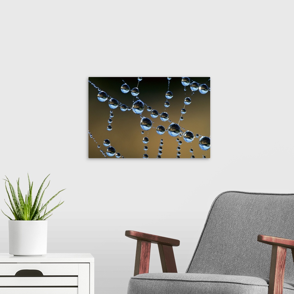 A modern room featuring This horizontal photograph is a close up of beads of water collecting on transparent tendrils of ...