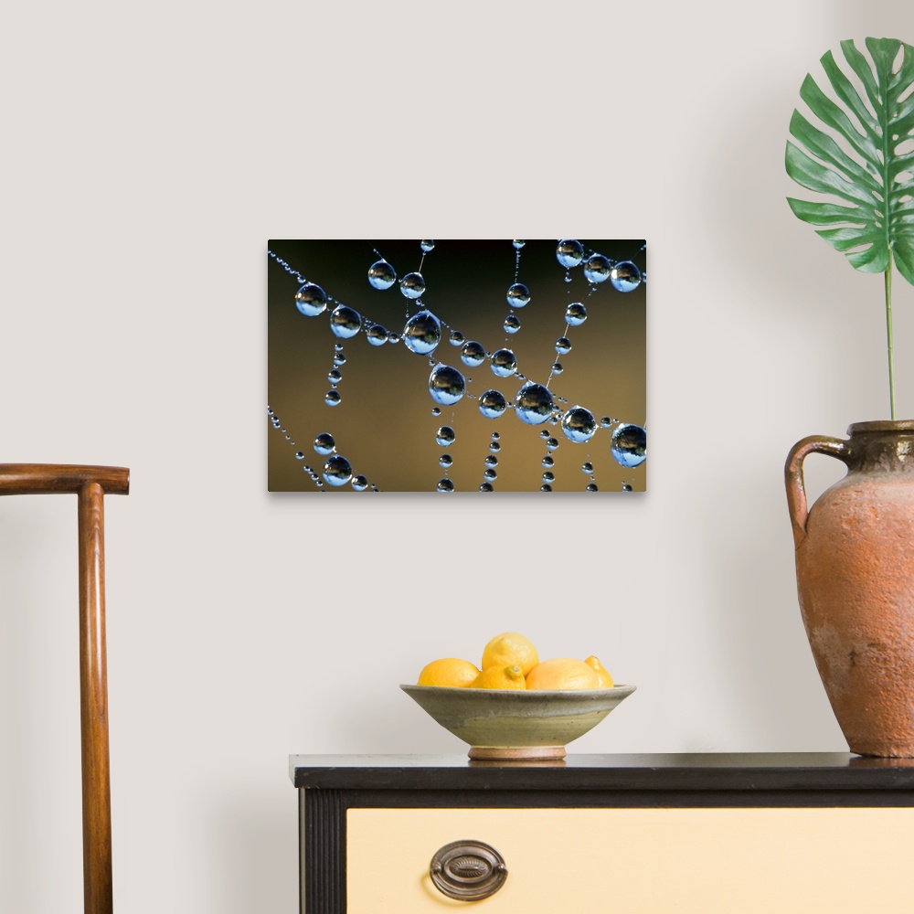 A traditional room featuring This horizontal photograph is a close up of beads of water collecting on transparent tendrils of ...