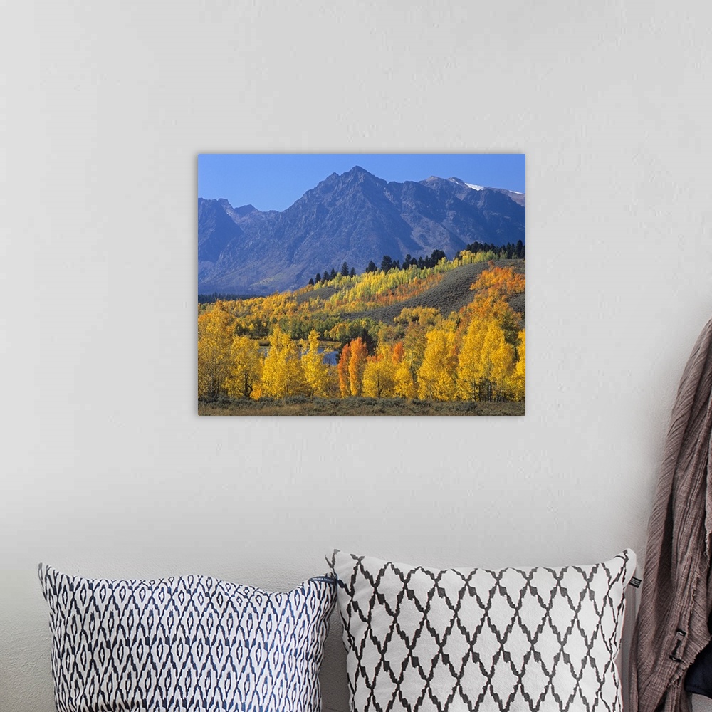 A bohemian room featuring Ranger Peak and Aspen forest in autumn, Grand Teton National Park, Wyoming