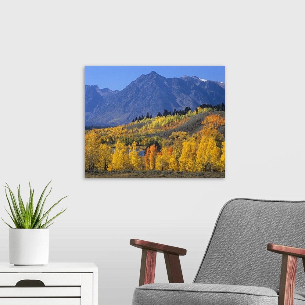 A modern room featuring Ranger Peak and Aspen forest in autumn, Grand Teton National Park, Wyoming