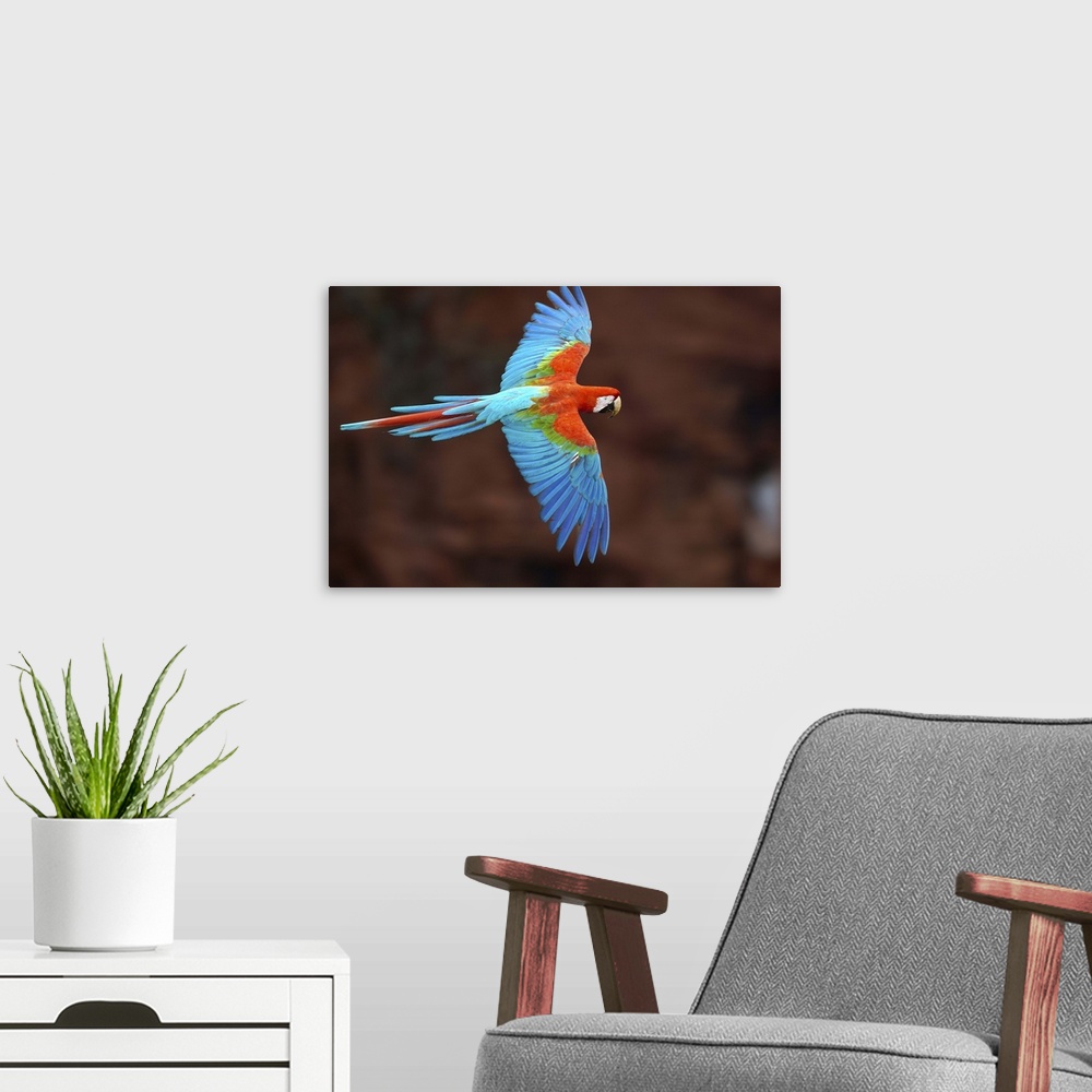 A modern room featuring Red and Green Macaw (Ara chloroptera) flying, Cerrado habitat, Mato Grosso do Sul, Brazil