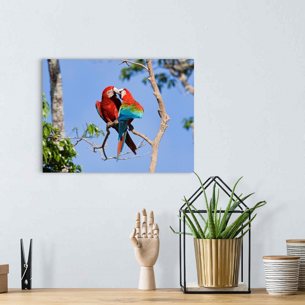 A bohemian room featuring Red and Green Macaw pair courting, Tambopata National Reserve, Peru