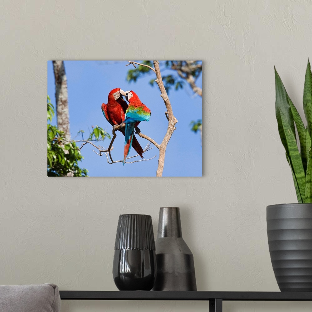 A modern room featuring Red and Green Macaw pair courting, Tambopata National Reserve, Peru