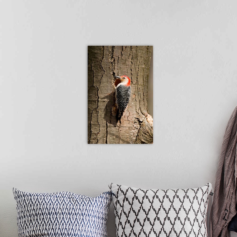 A bohemian room featuring red-bellied woodpecker (Centurus carolinus) at nest, Male, Huron Meadows Metro Park, MI