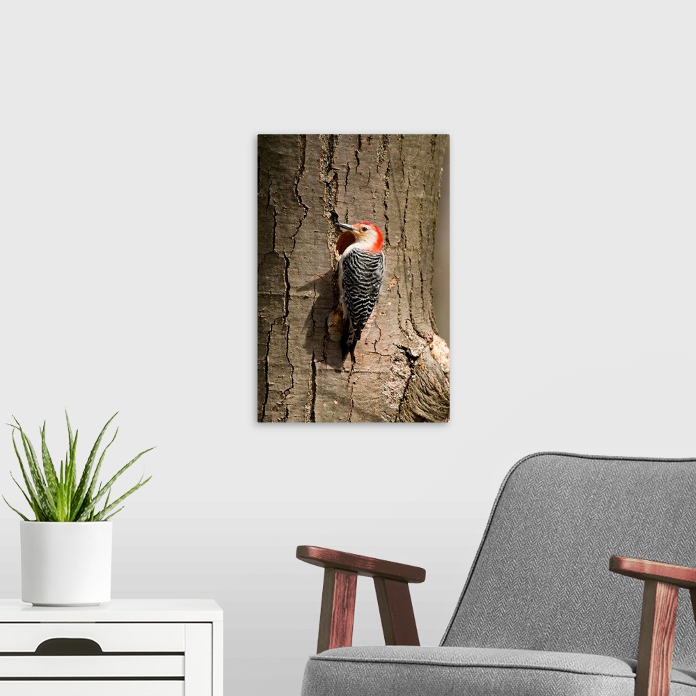 A modern room featuring red-bellied woodpecker (Centurus carolinus) at nest, Male, Huron Meadows Metro Park, MI
