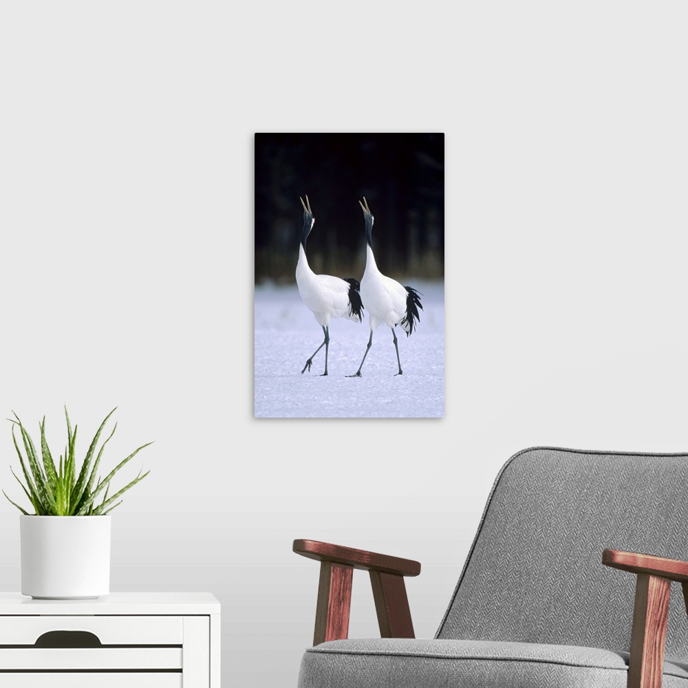 A modern room featuring Red-crowned Crane (Grus japonensis) pair calling during courtship dance at their wintering ground...