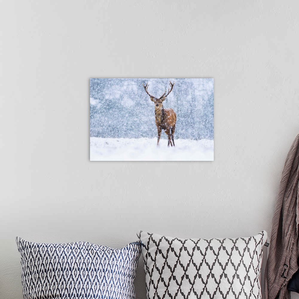A bohemian room featuring Red Deer (Cervus elaphus) stag during snowfall, Derbyshire, England, United Kingdom.