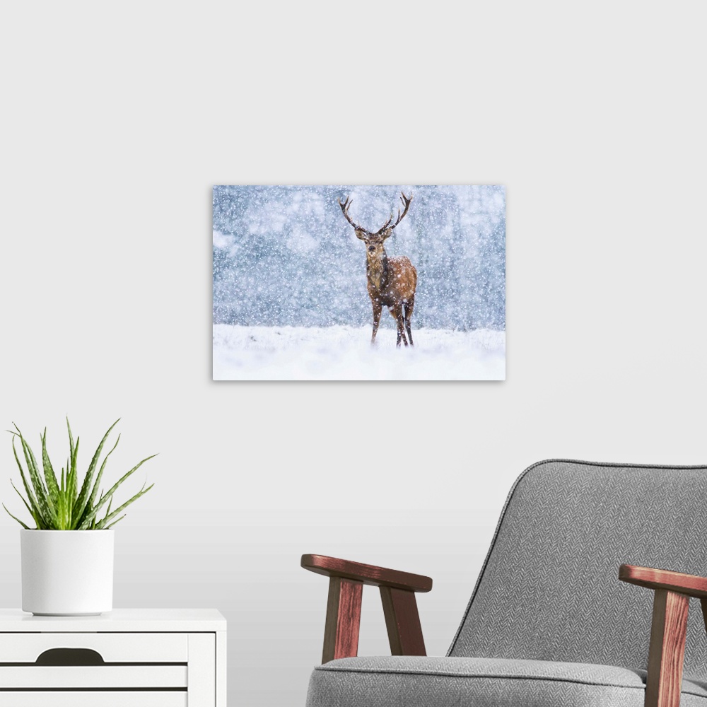A modern room featuring Red Deer (Cervus elaphus) stag during snowfall, Derbyshire, England, United Kingdom.