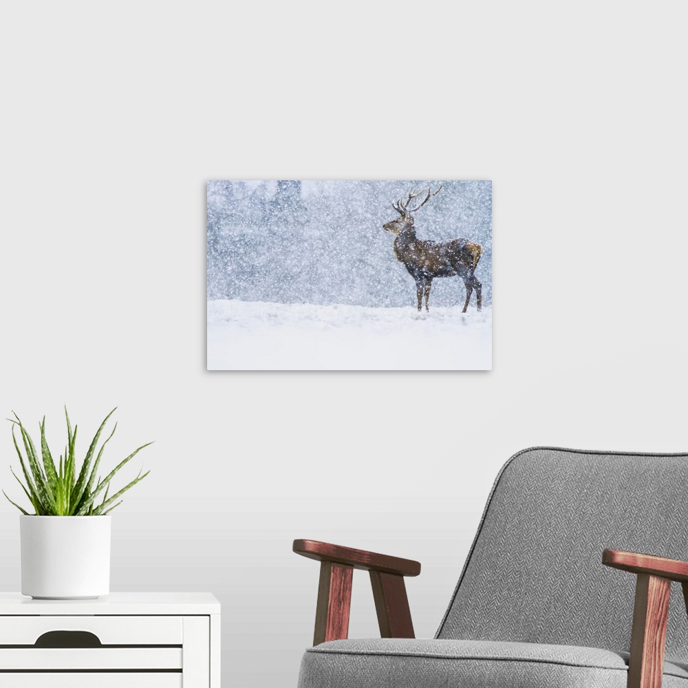 A modern room featuring Red Deer (Cervus elaphus) stag in snowfall, Derbyshire, England, United Kingdom.
