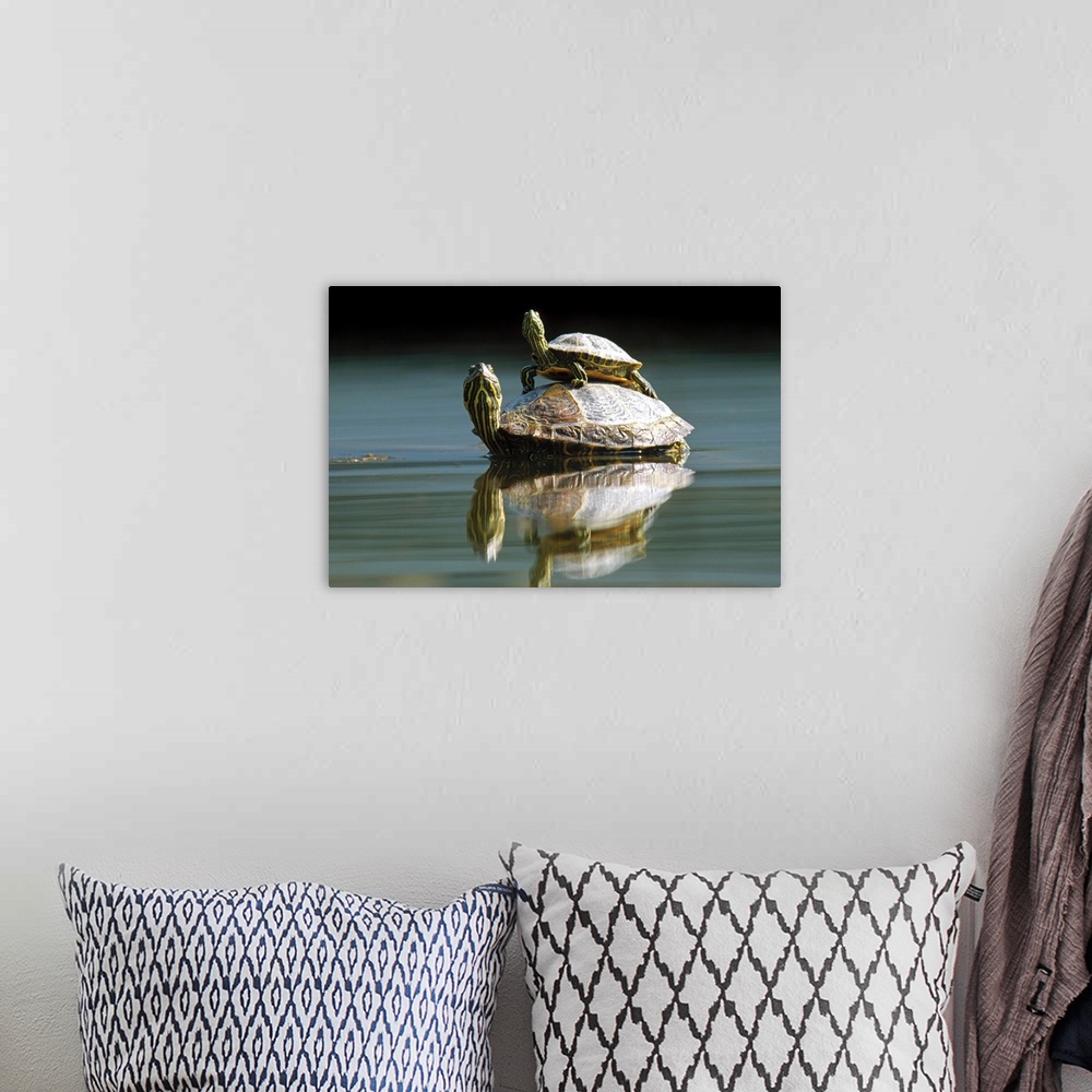 A bohemian room featuring Red-eared Slider (Trachemys scripta elegans) turtle, pair in pond, City Park, Munich, Germany