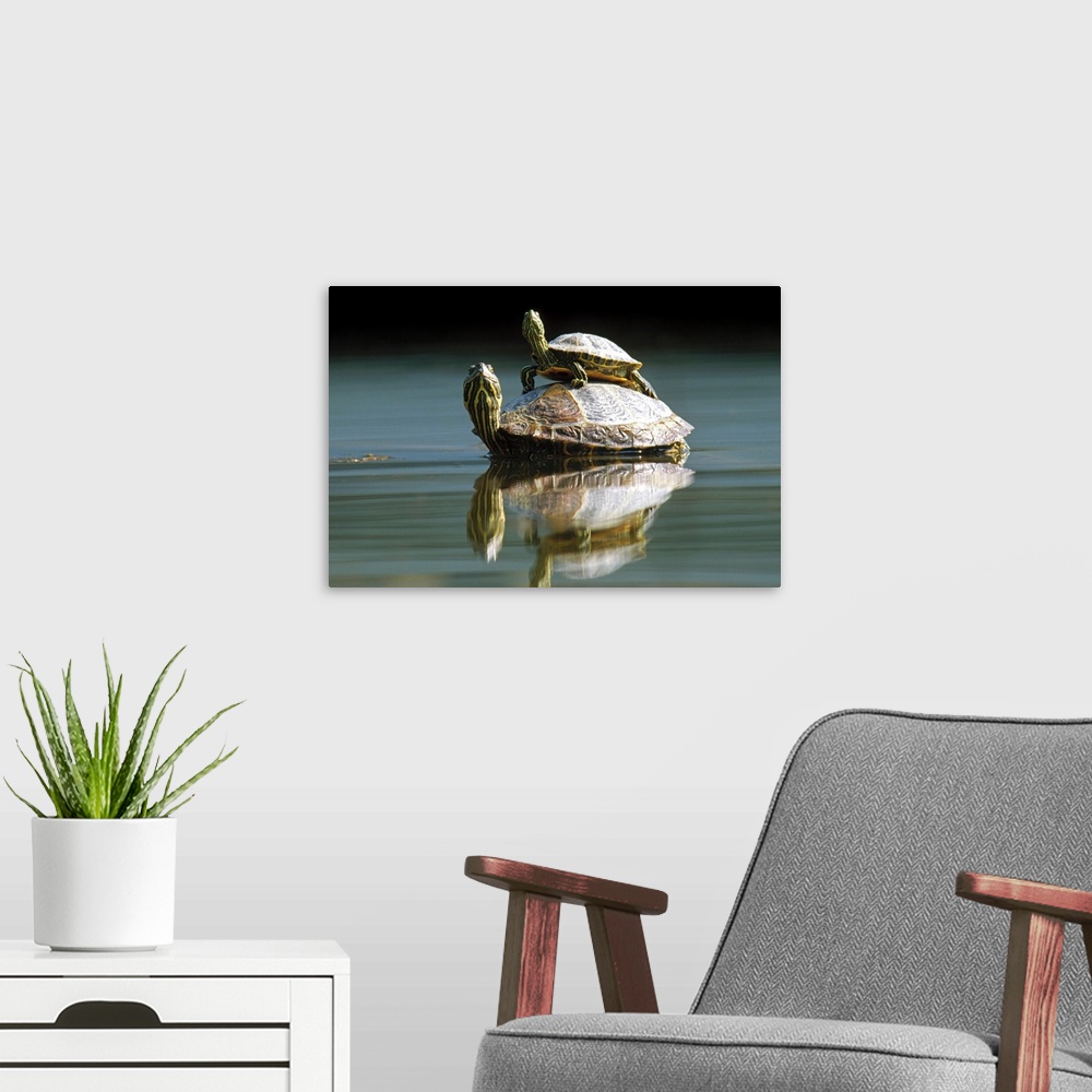 A modern room featuring Red-eared Slider (Trachemys scripta elegans) turtle, pair in pond, City Park, Munich, Germany