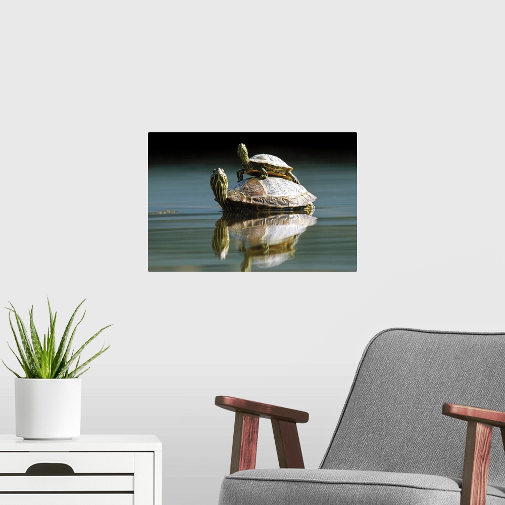 A modern room featuring Red-eared Slider (Trachemys scripta elegans) turtle, pair in pond, City Park, Munich, Germany