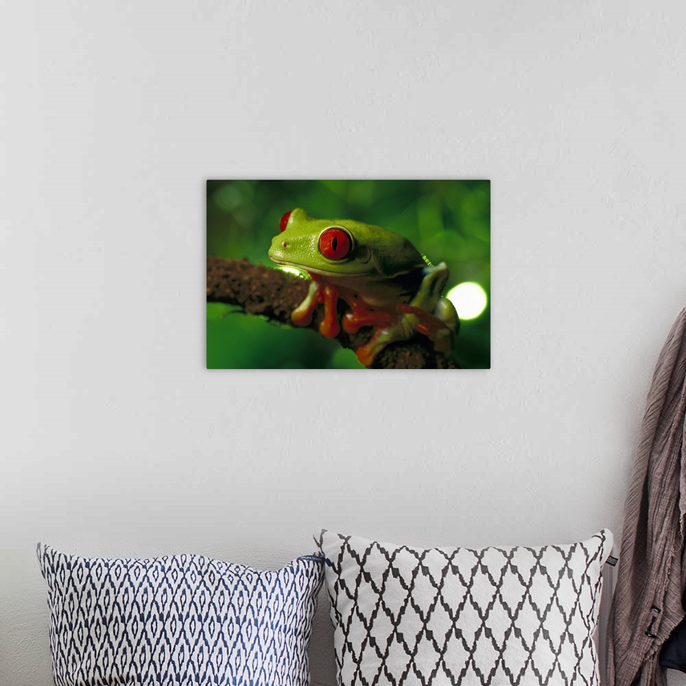 A bohemian room featuring Red-eyed Tree Frog (Agalychnis callidryas) portrait sitting on a twig, native to tropical rainfor...