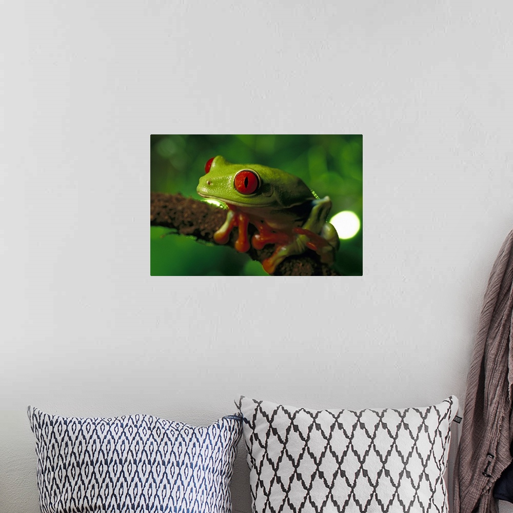A bohemian room featuring Red-eyed Tree Frog (Agalychnis callidryas) portrait sitting on a twig, native to tropical rainfor...