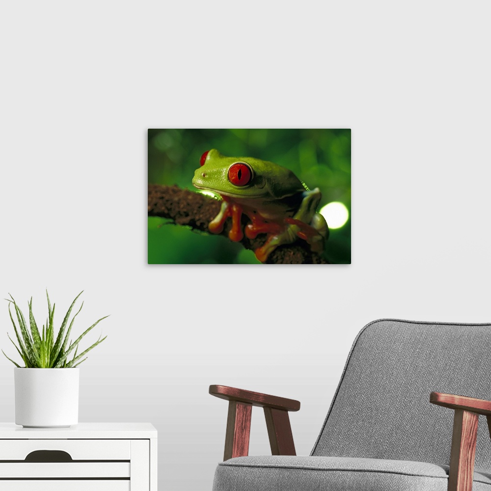 A modern room featuring Red-eyed Tree Frog (Agalychnis callidryas) portrait sitting on a twig, native to tropical rainfor...