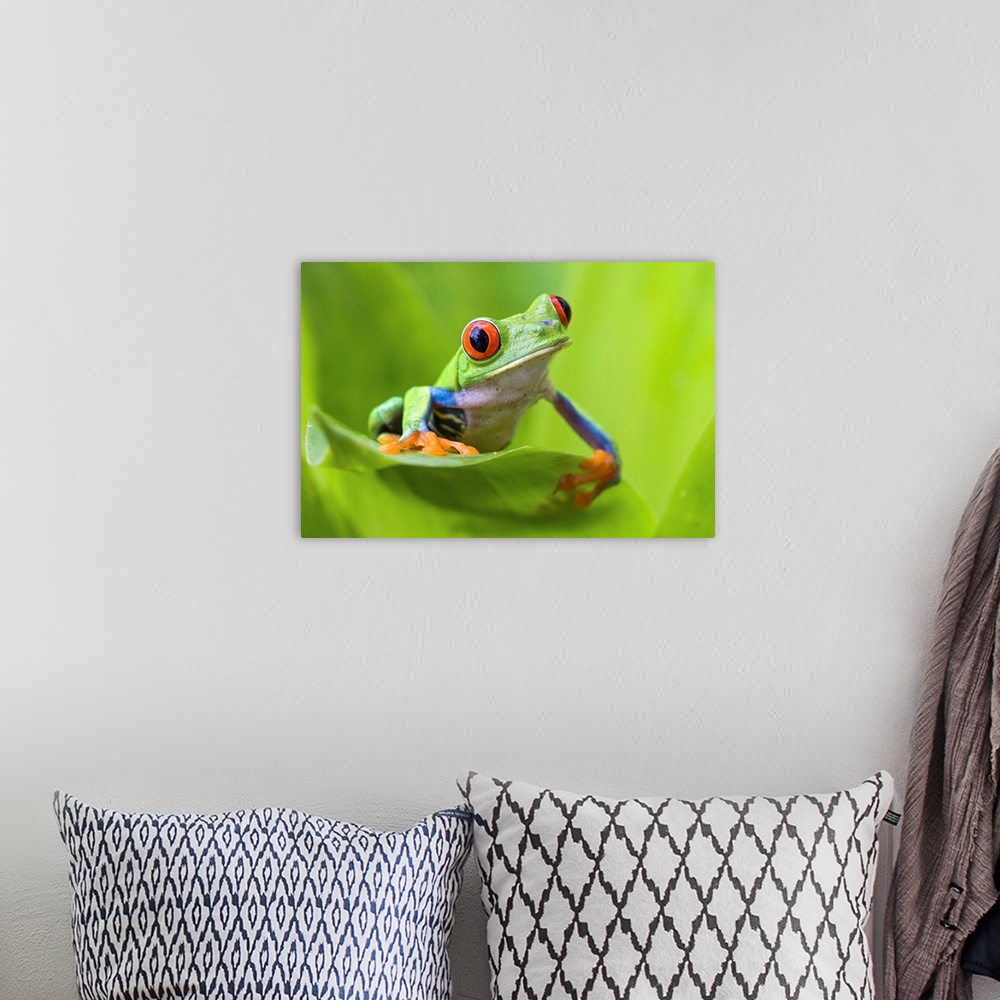 A bohemian room featuring Red-eyed Treefrog.Agalychnis calydryas.Northern Costa Rica, Central America.*Digitally removed di...