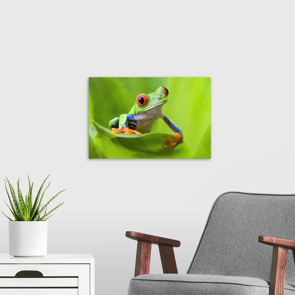 A modern room featuring Red-eyed Treefrog.Agalychnis calydryas.Northern Costa Rica, Central America.*Digitally removed di...