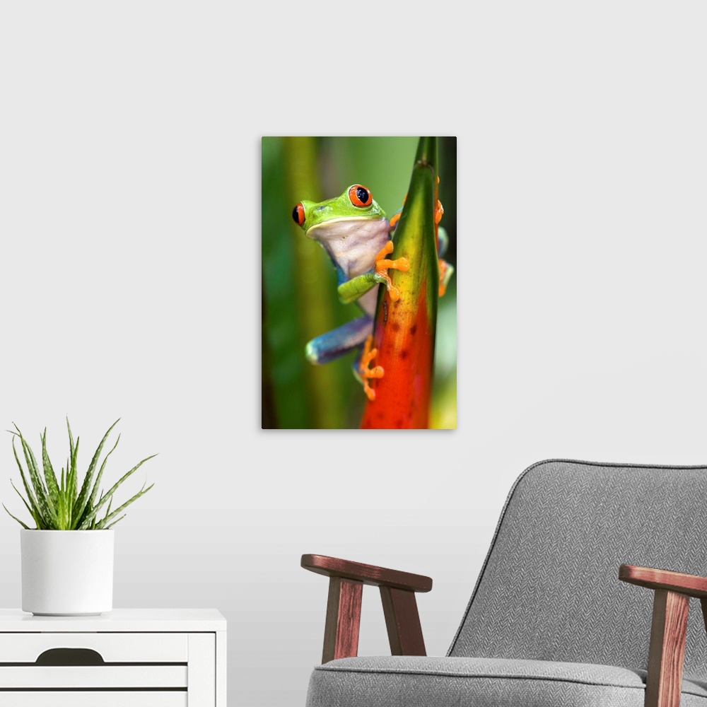 A modern room featuring Red-eyed Treefrog.Agalychnis calydryas.Northern Costa Rica, Central America