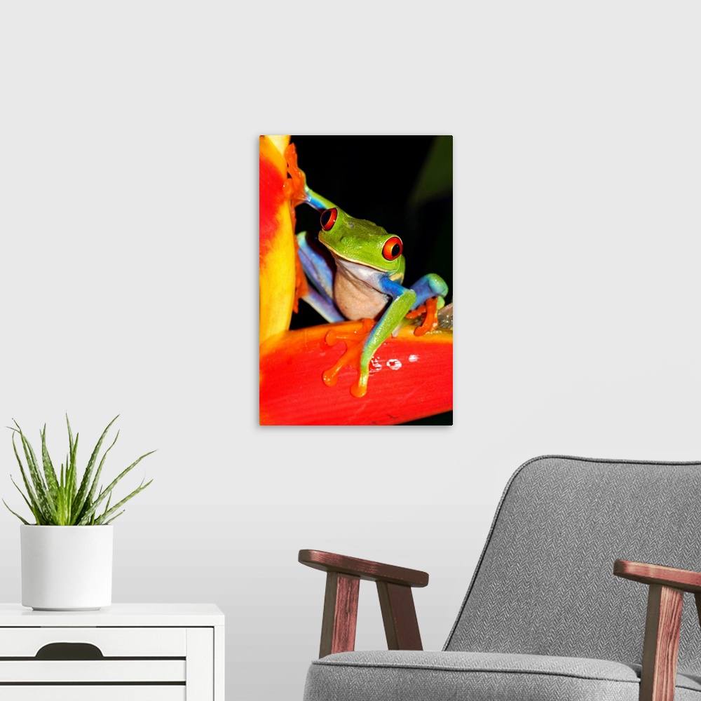 A modern room featuring Red-eyed Tree Frog on heliconia, Costa Rica