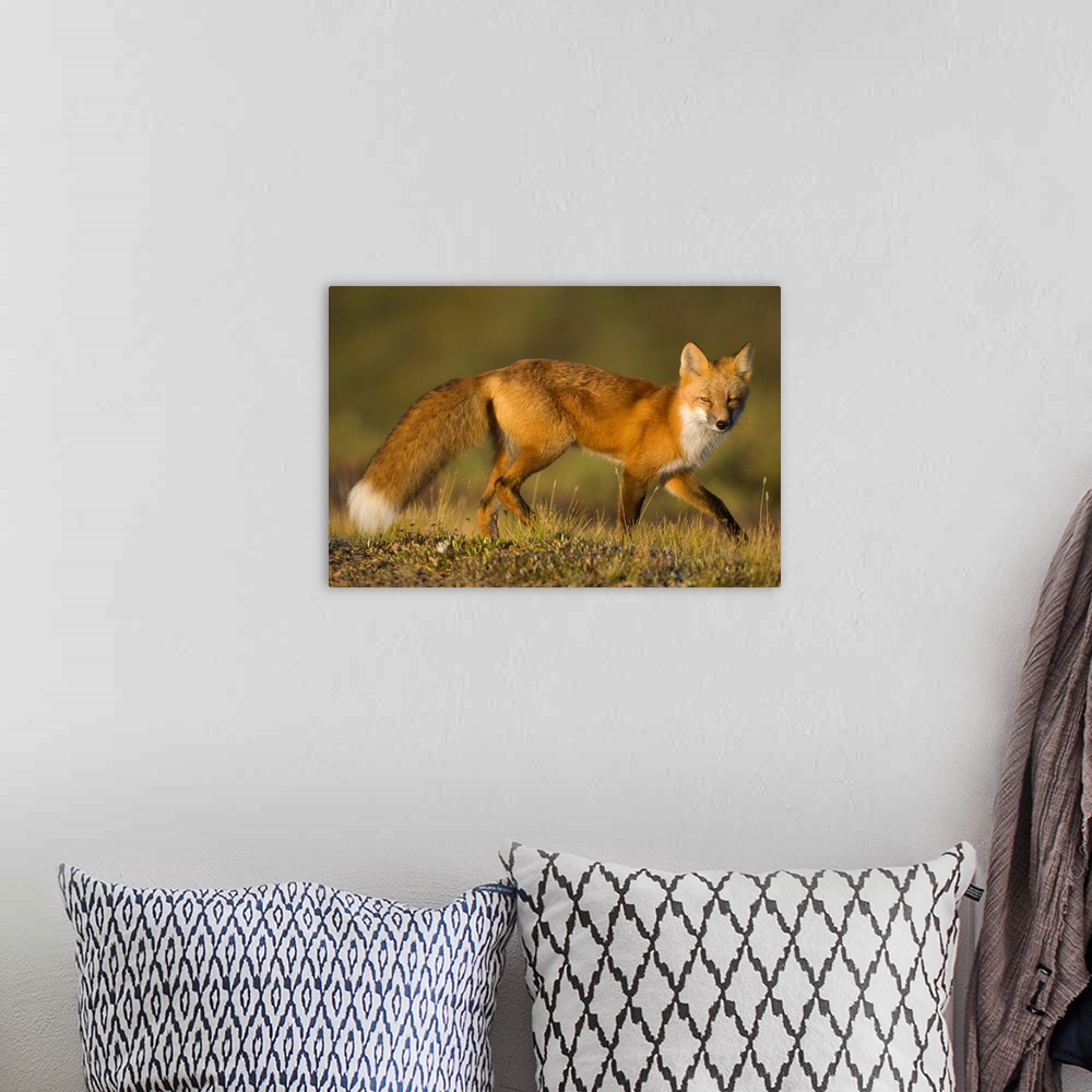 A bohemian room featuring Red Fox Hunting Denali National Park