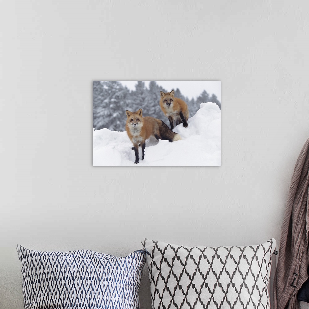 A bohemian room featuring Red Fox pair in snow fall showing the black and red markings of their cross phase