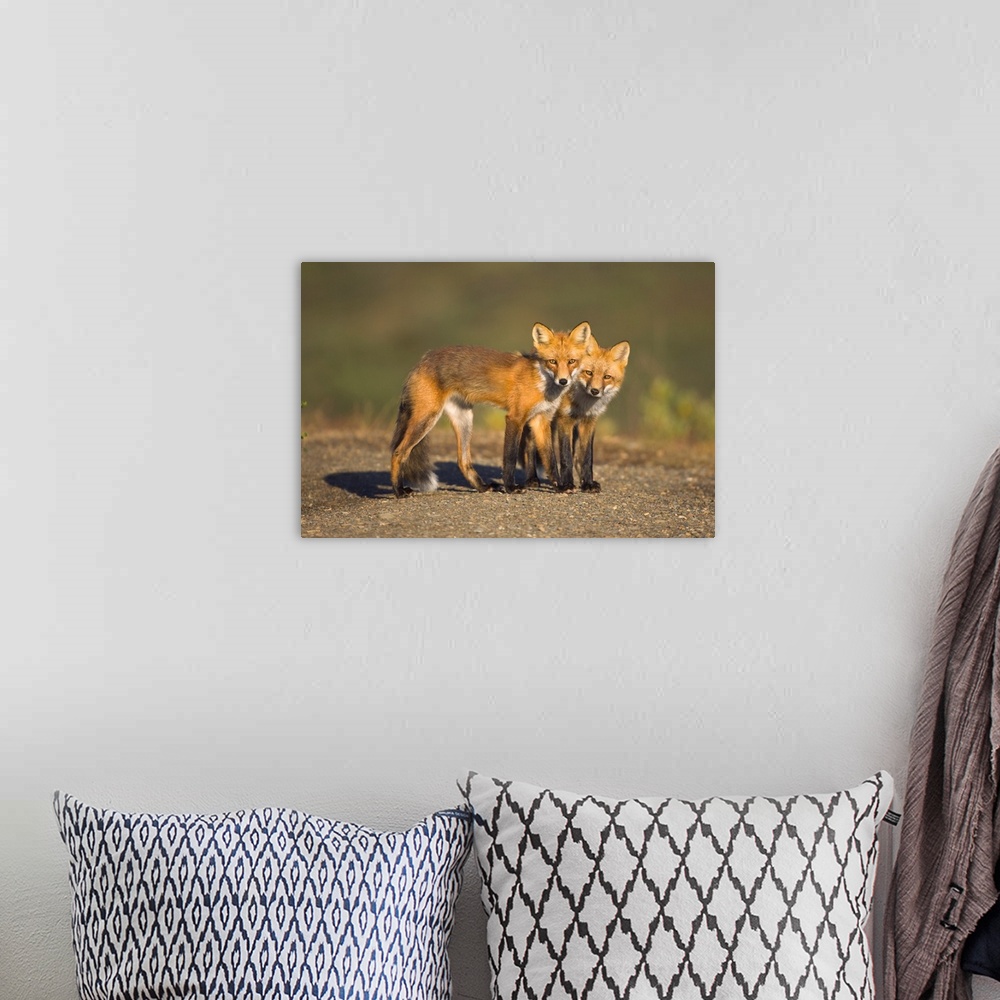 A bohemian room featuring Red Fox Siblings Denali National Park