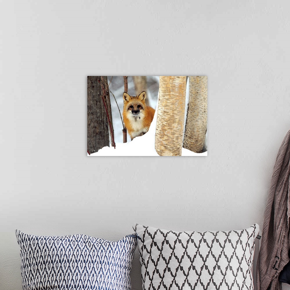 A bohemian room featuring Red Fox (Vulpes vulpes) looking out from behind trees in a snowy forest, Montana