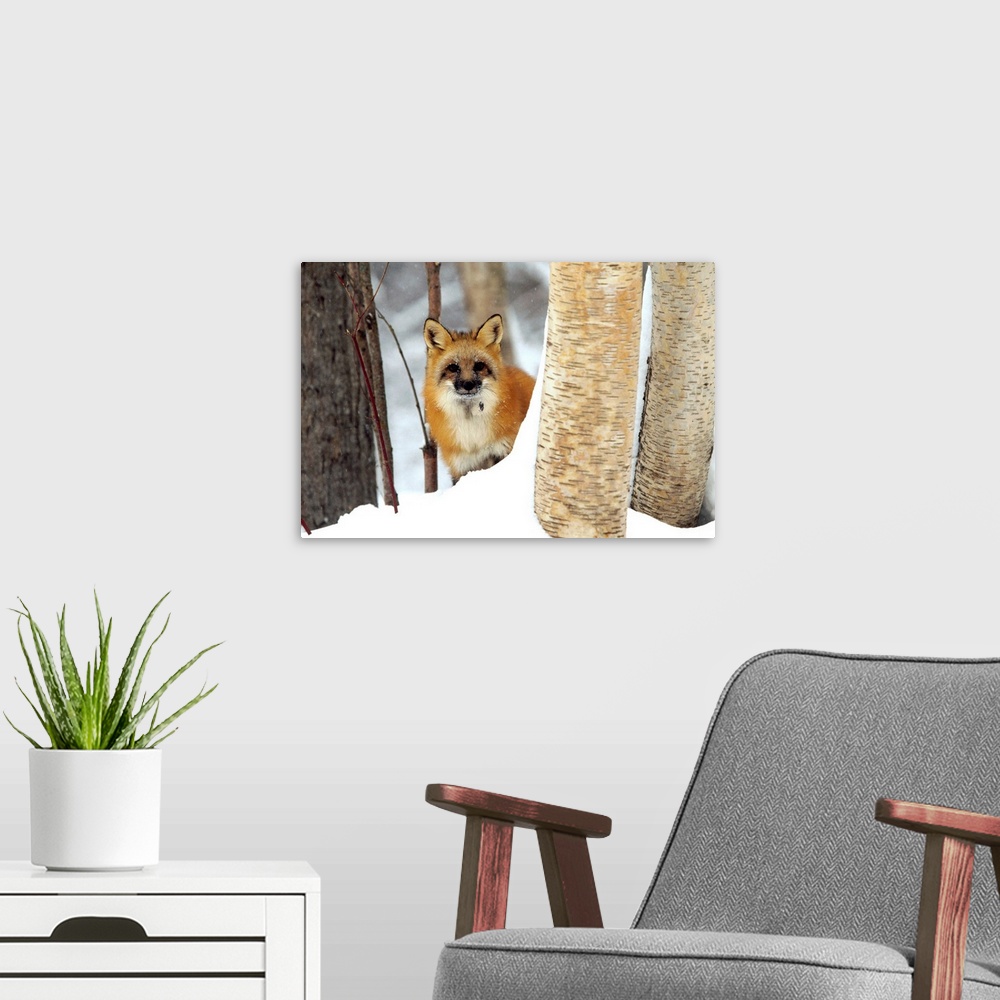 A modern room featuring Red Fox (Vulpes vulpes) looking out from behind trees in a snowy forest, Montana