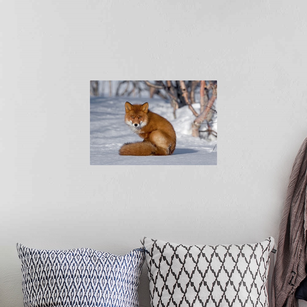A bohemian room featuring Red Fox (Vulpes vulpes) sitting on snow, Kamchatka, Russia