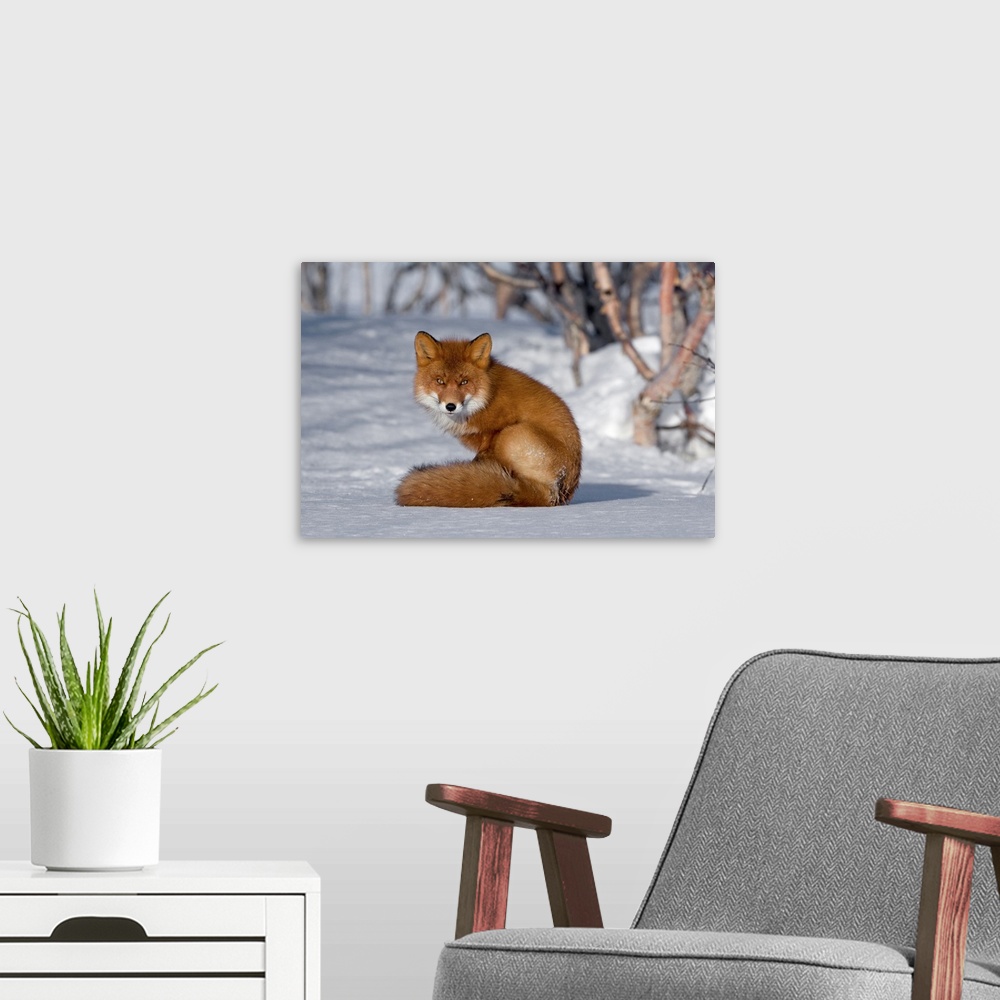 A modern room featuring Red Fox (Vulpes vulpes) sitting on snow, Kamchatka, Russia