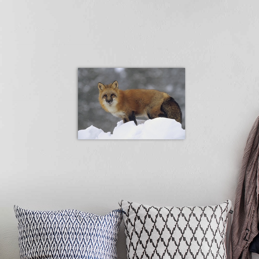 A bohemian room featuring Red Fox (Vulpes vulpes) standing at the top of a snow bank, Montana