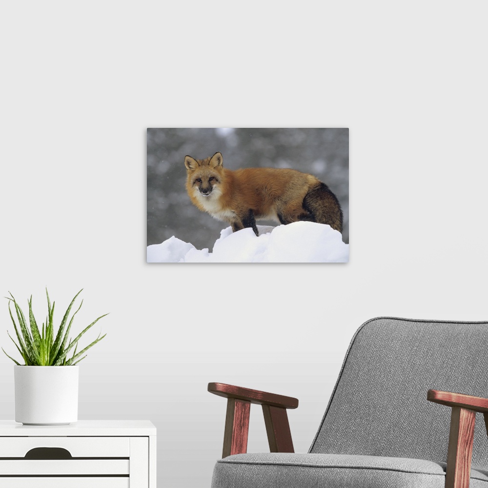 A modern room featuring Red Fox (Vulpes vulpes) standing at the top of a snow bank, Montana