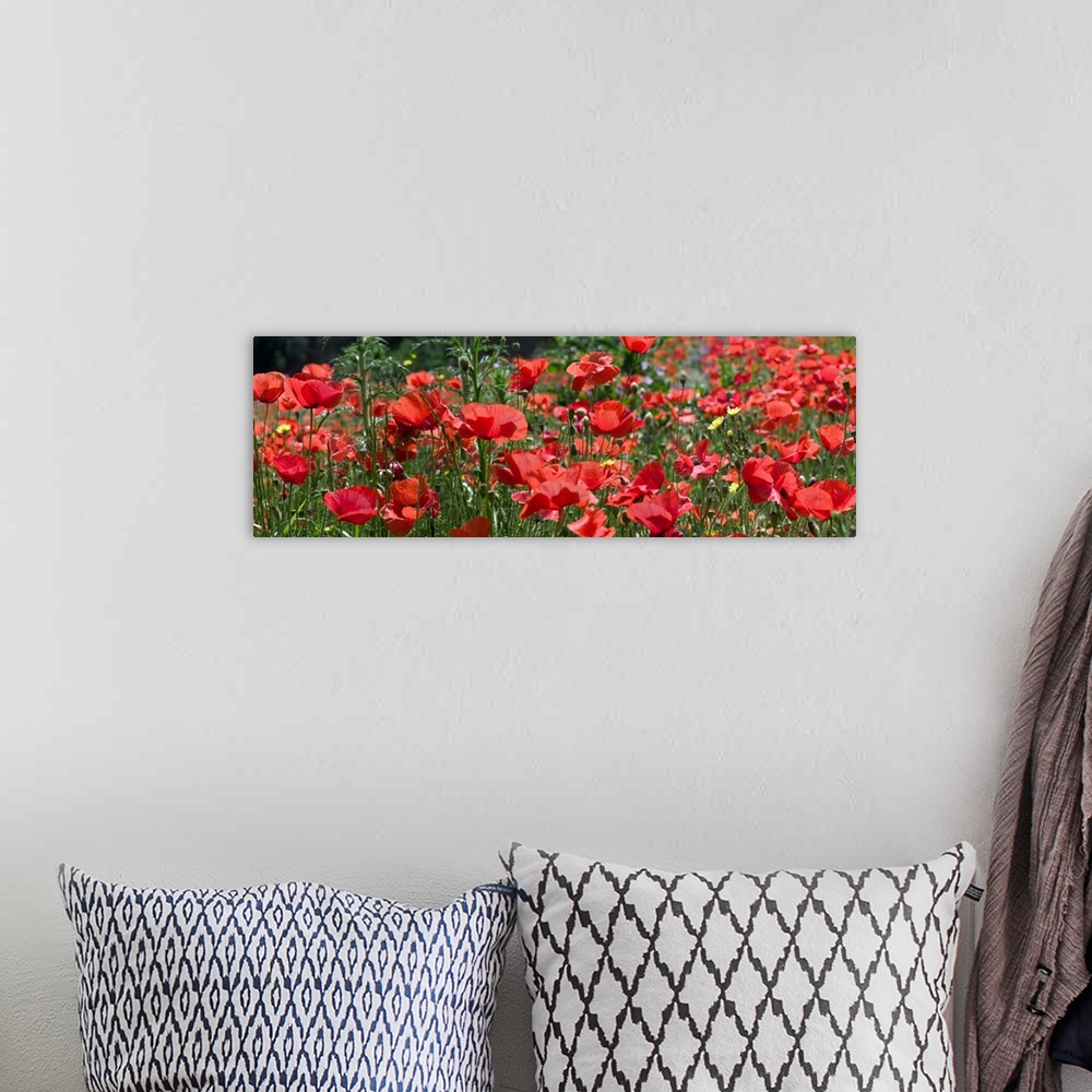 A bohemian room featuring Closeup panoramic photograph of a poppy field in Europe with other assorted grasses and growth.